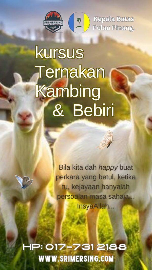 KURSUS TERNAKAN KAMBING & BEBIRI - KEPALA BATAS